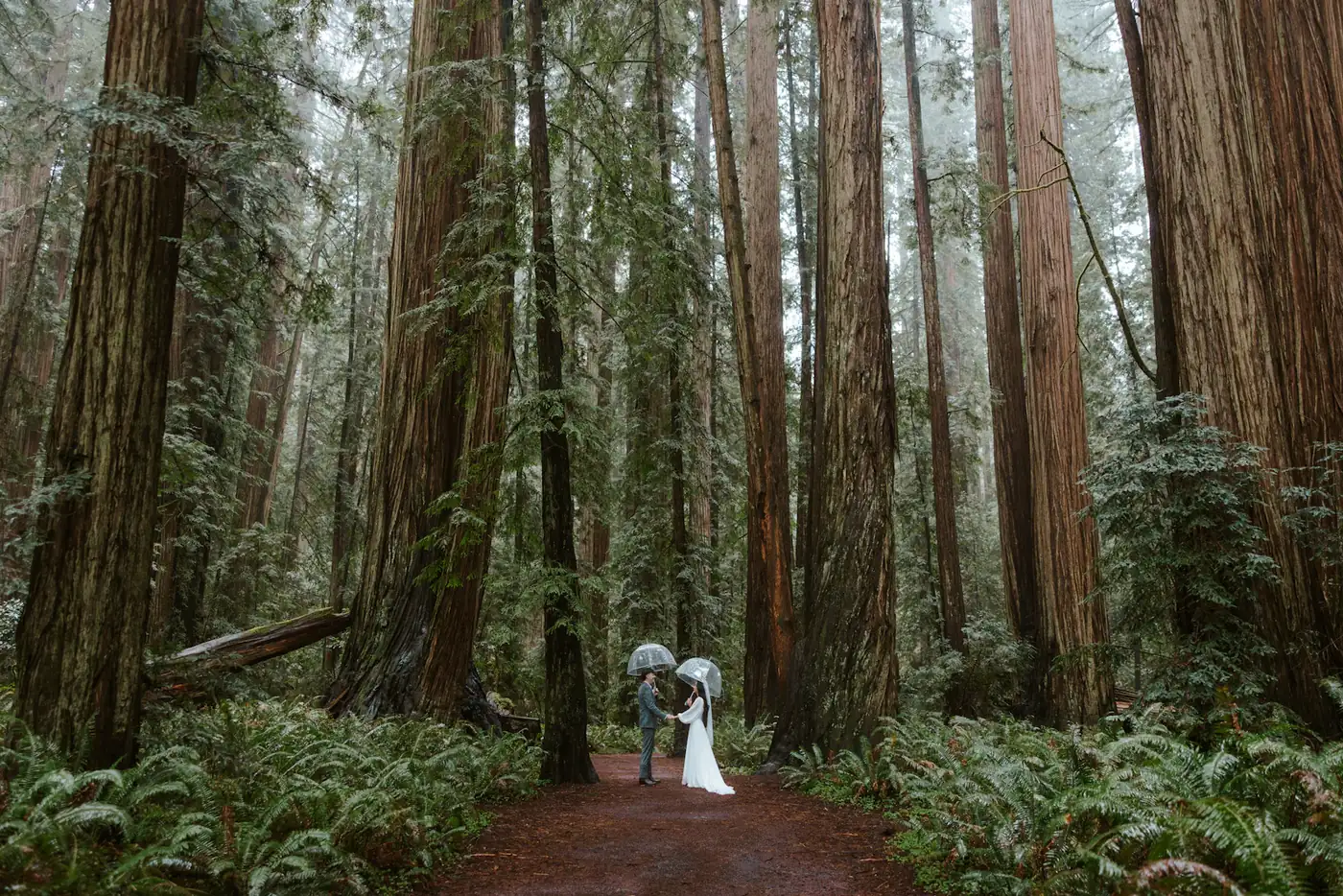 Couple among redwoods